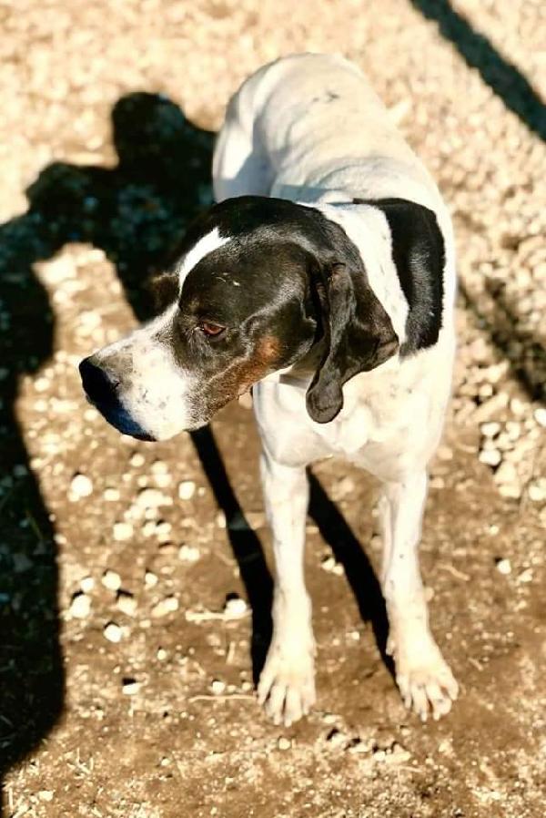 Jaco, elegante pointer Foto 5